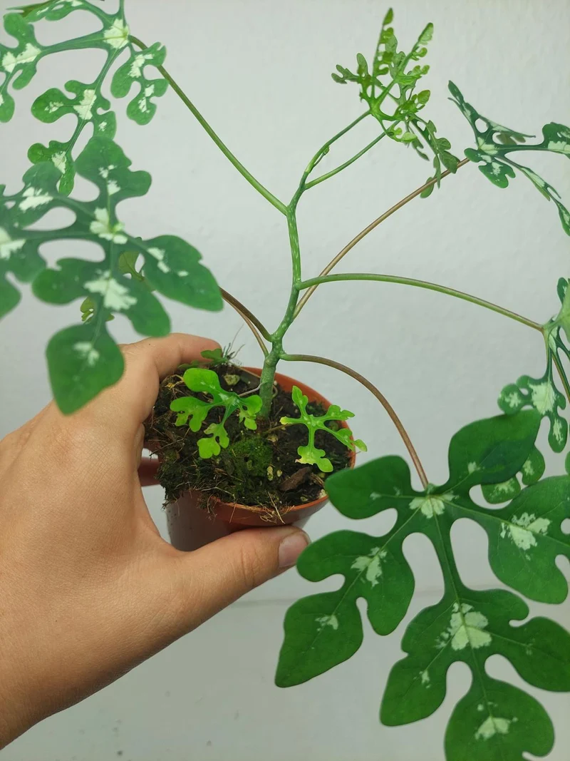 Adenia Perrieri