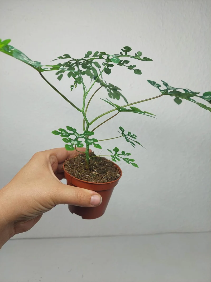 Adenia Perrieri