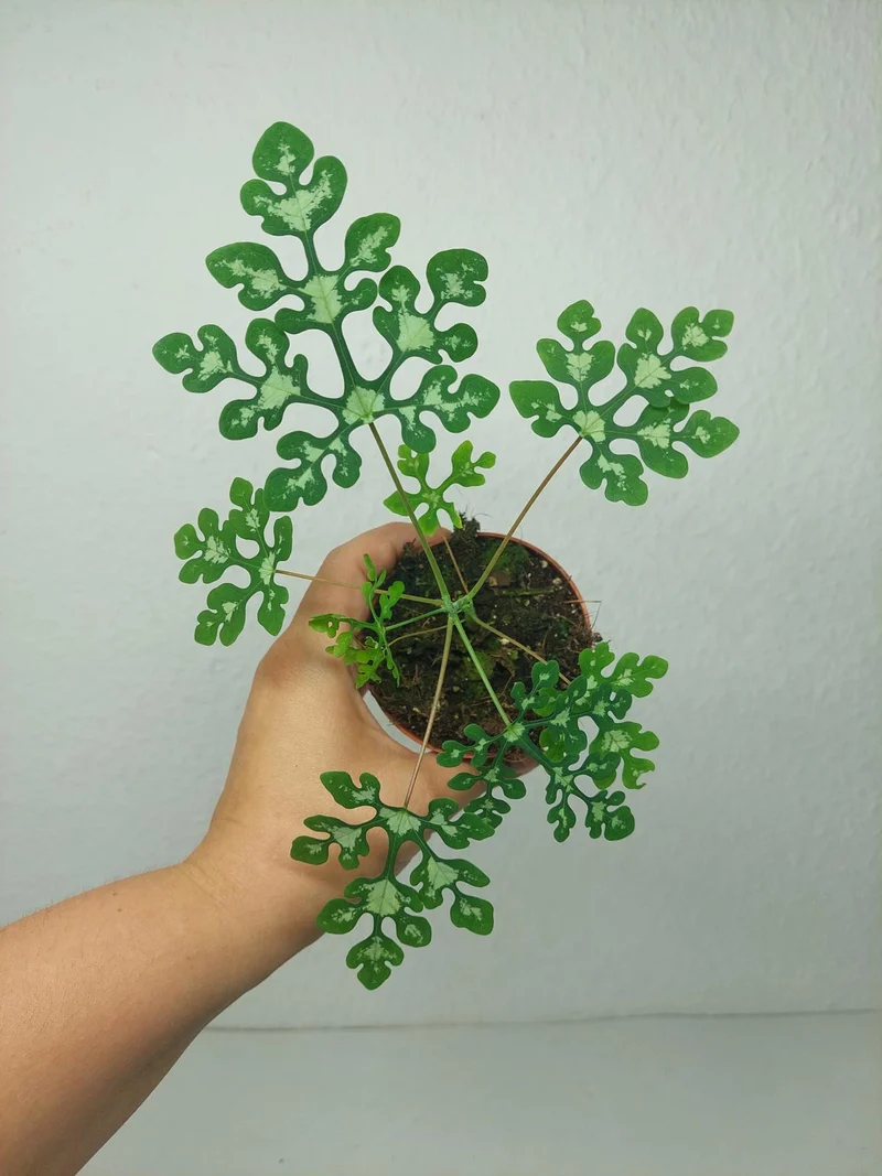 Adenia Perrieri