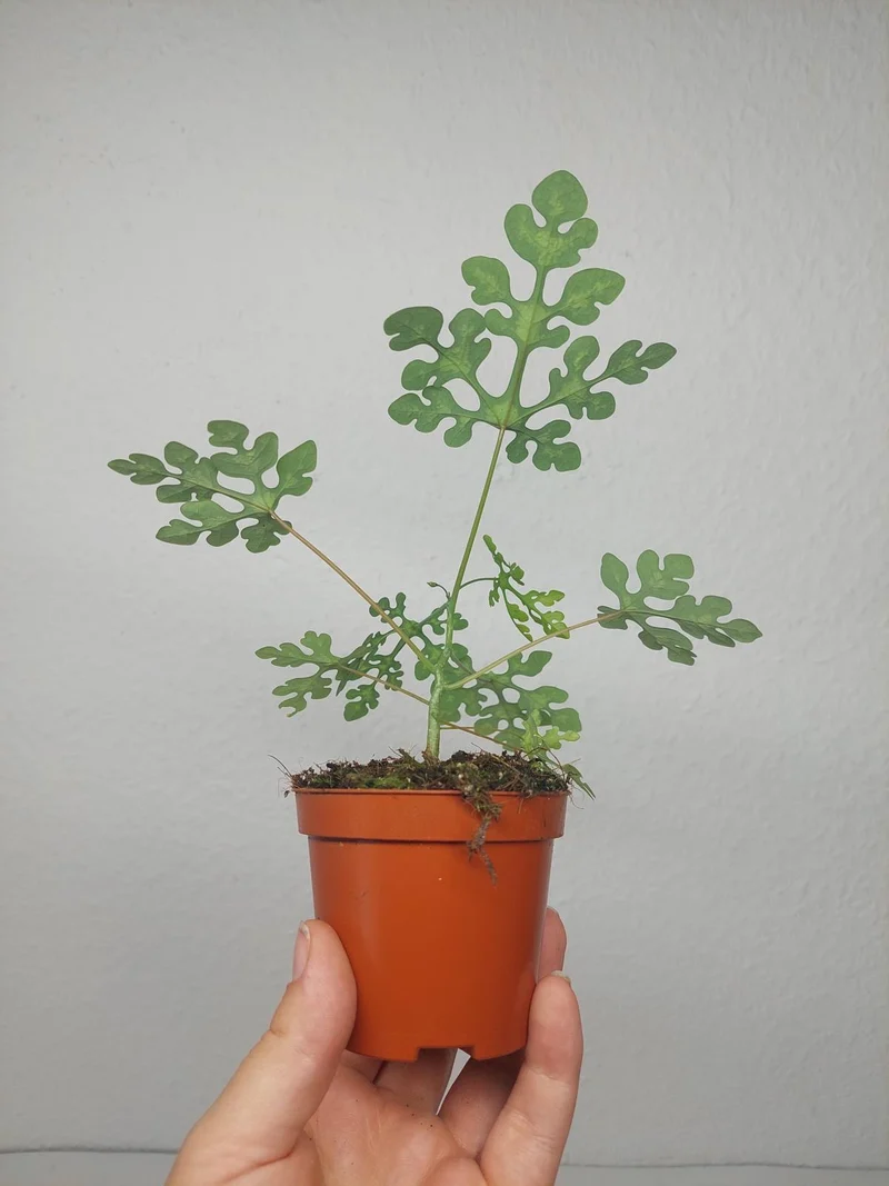 Adenia Perrieri
