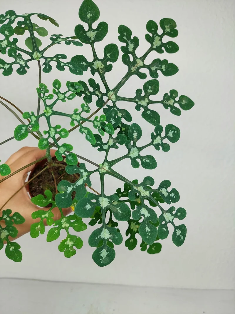 Adenia Perrieri