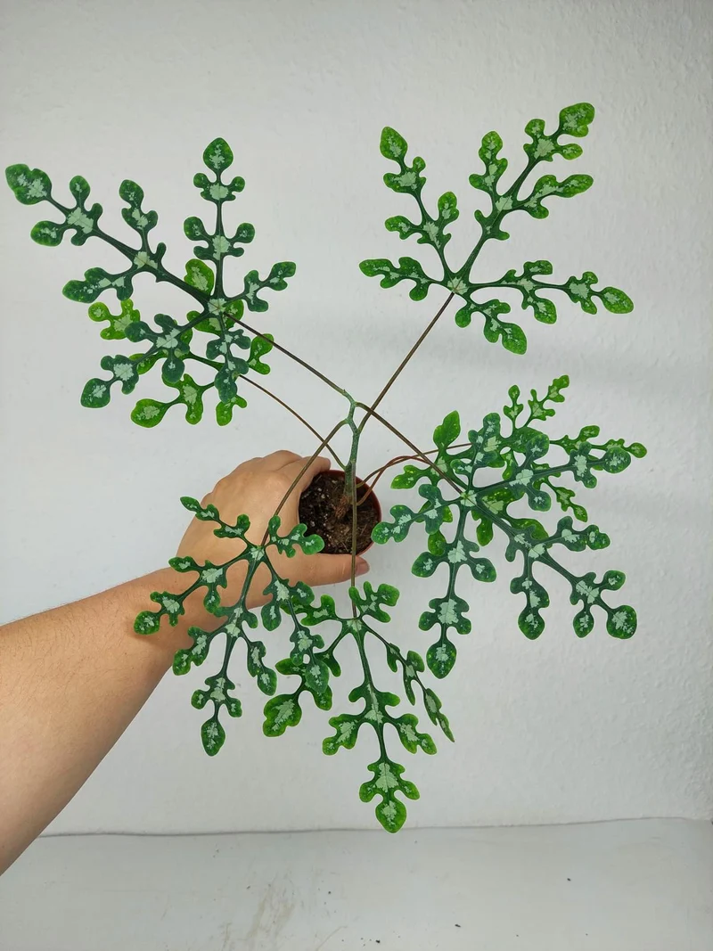 Adenia Perrieri