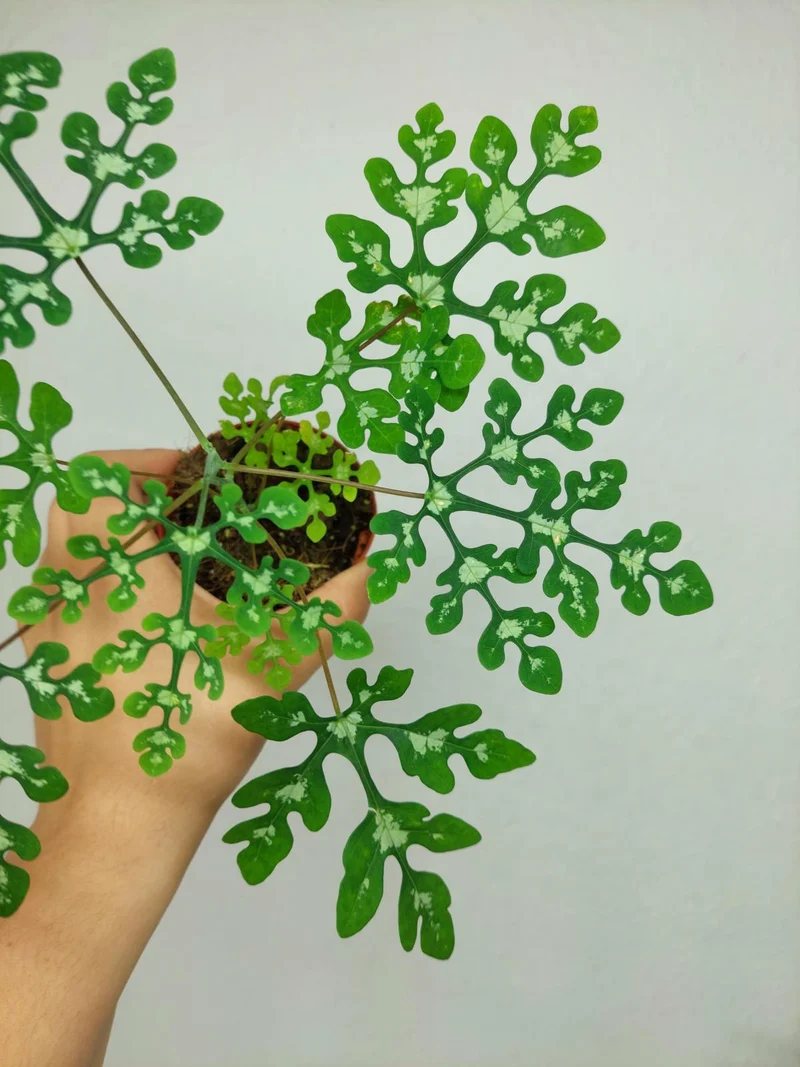Adenia Perrieri