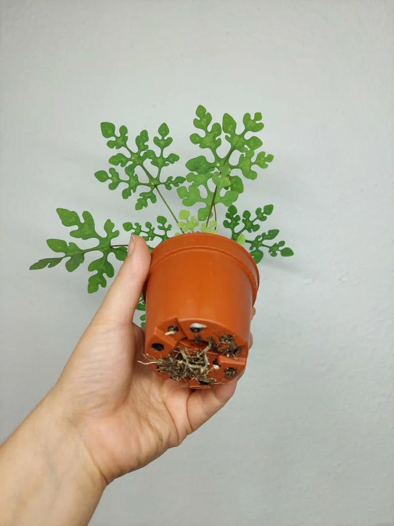Adenia Perrieri