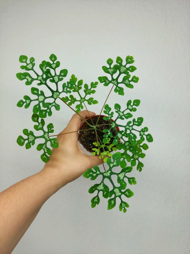 Adenia Perrieri