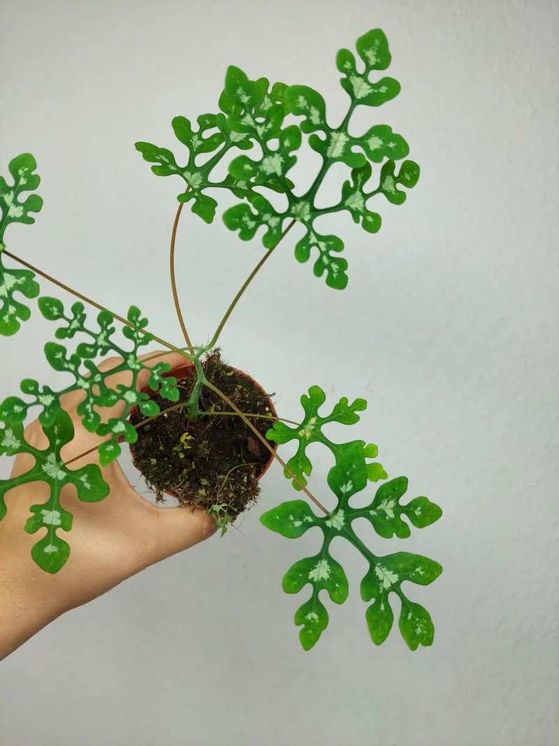 Adenia Perrieri