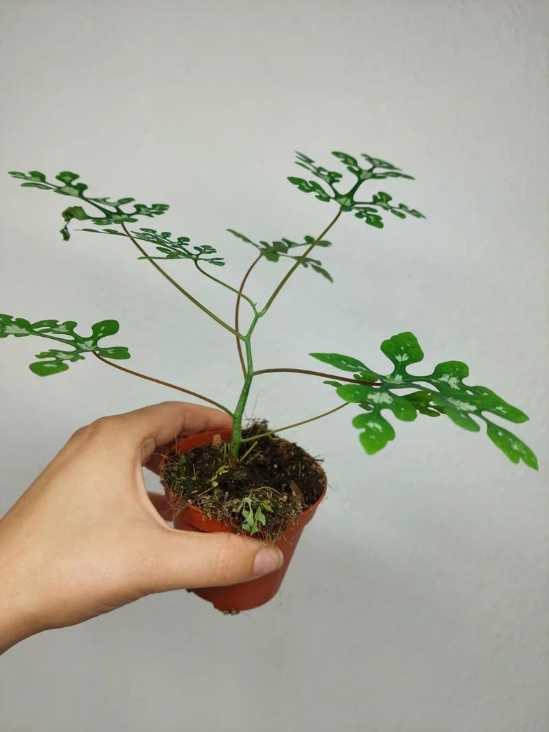Adenia Perrieri