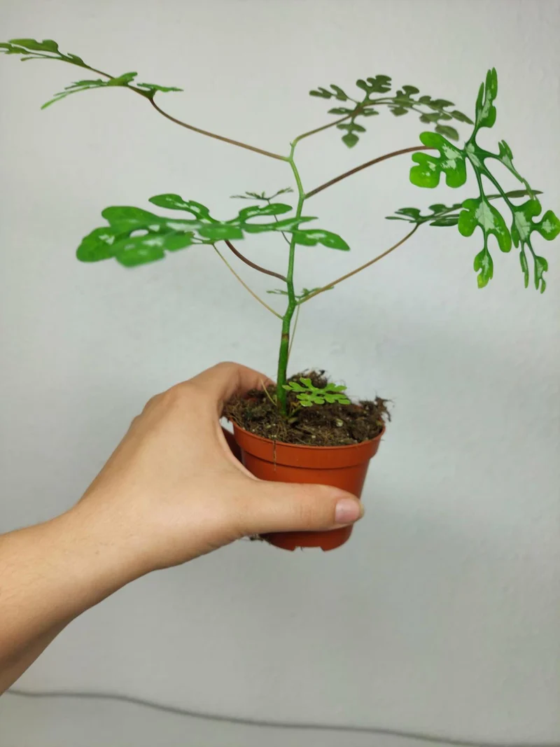 Adenia Perrieri