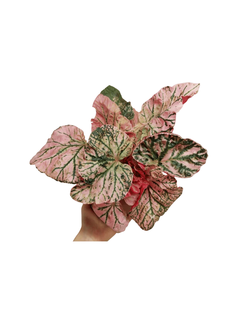 Begonia Midnight Sun Variegata