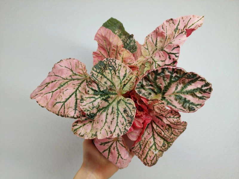 Begonia Midnight Sun Variegata