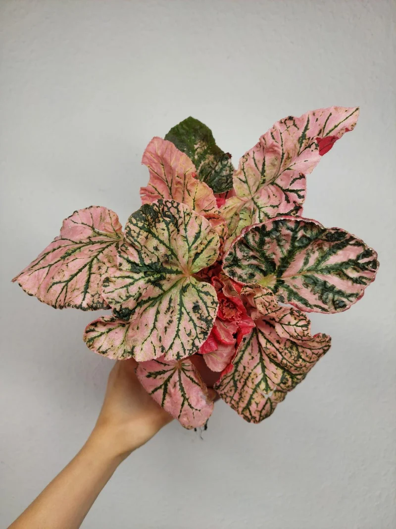Begonia Midnight Sun Variegata