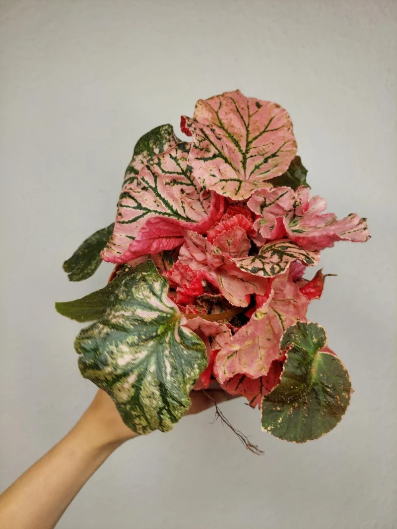 Begonia Midnight Sun Variegata