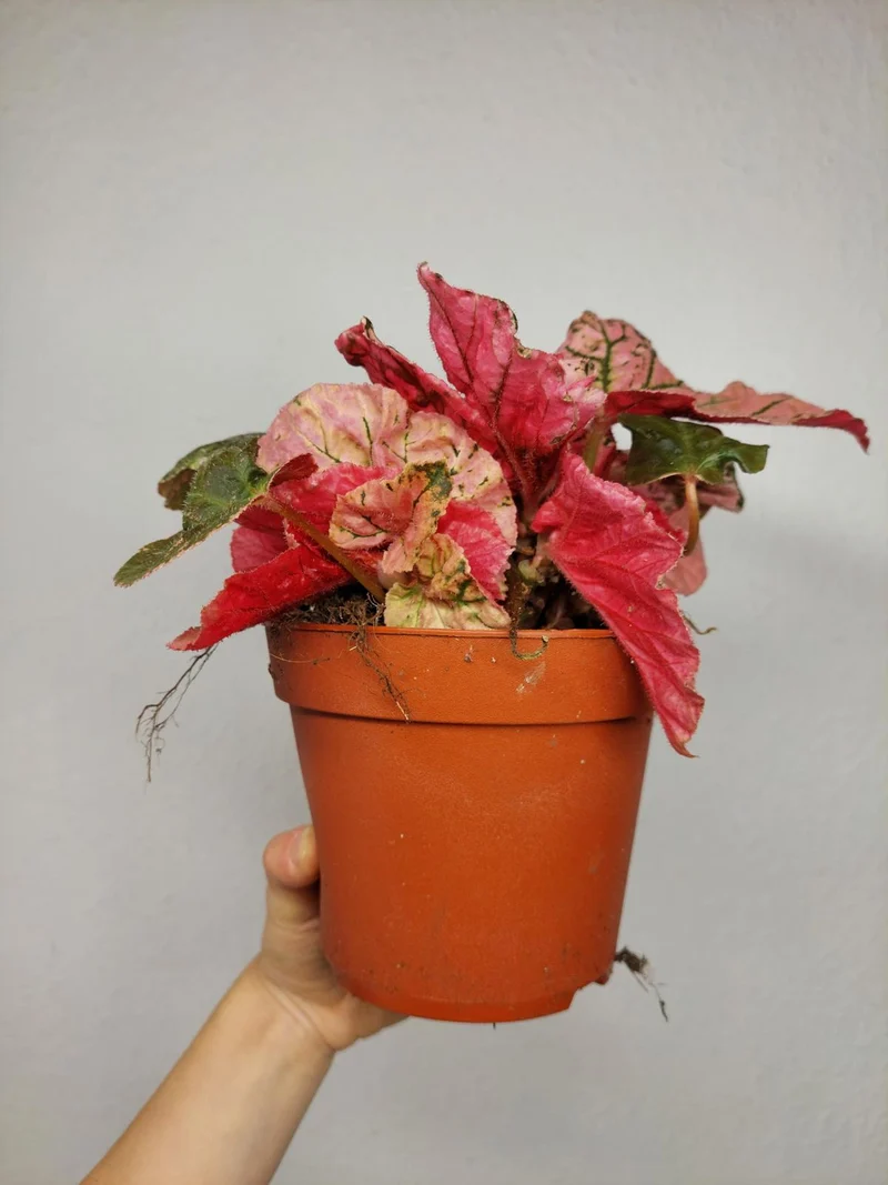 Begonia Midnight Sun Variegata