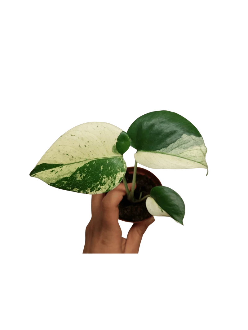 Monstera Jungle Mint