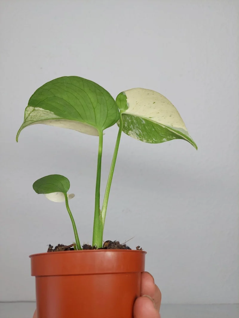 Monstera Jungle Mint