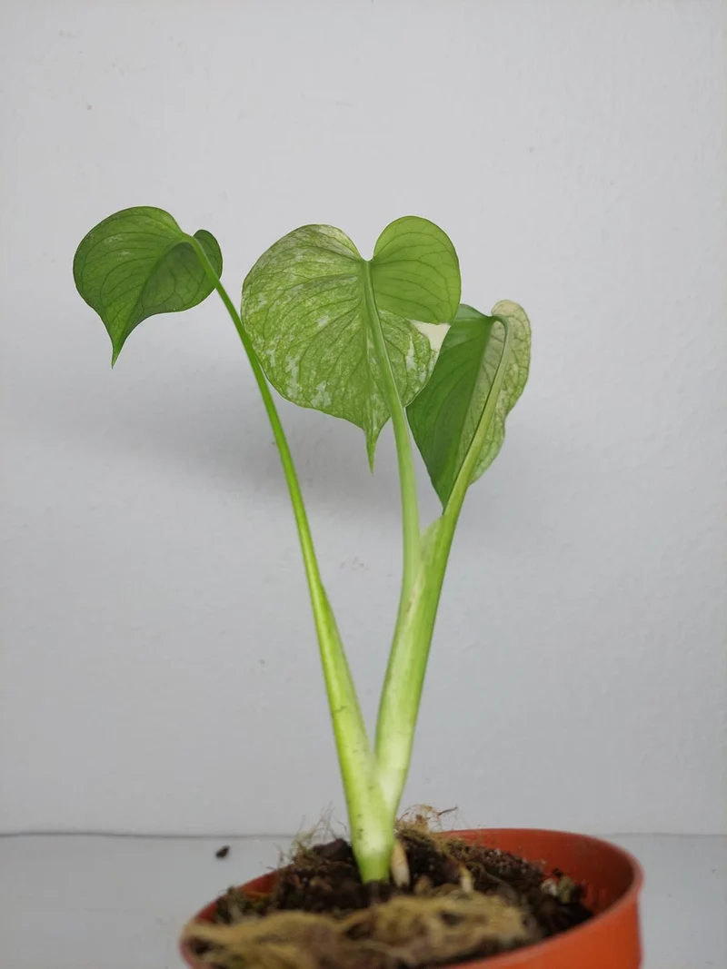 Monstera Jungle Mint