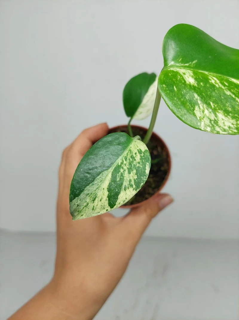 Monstera Jungle Mint