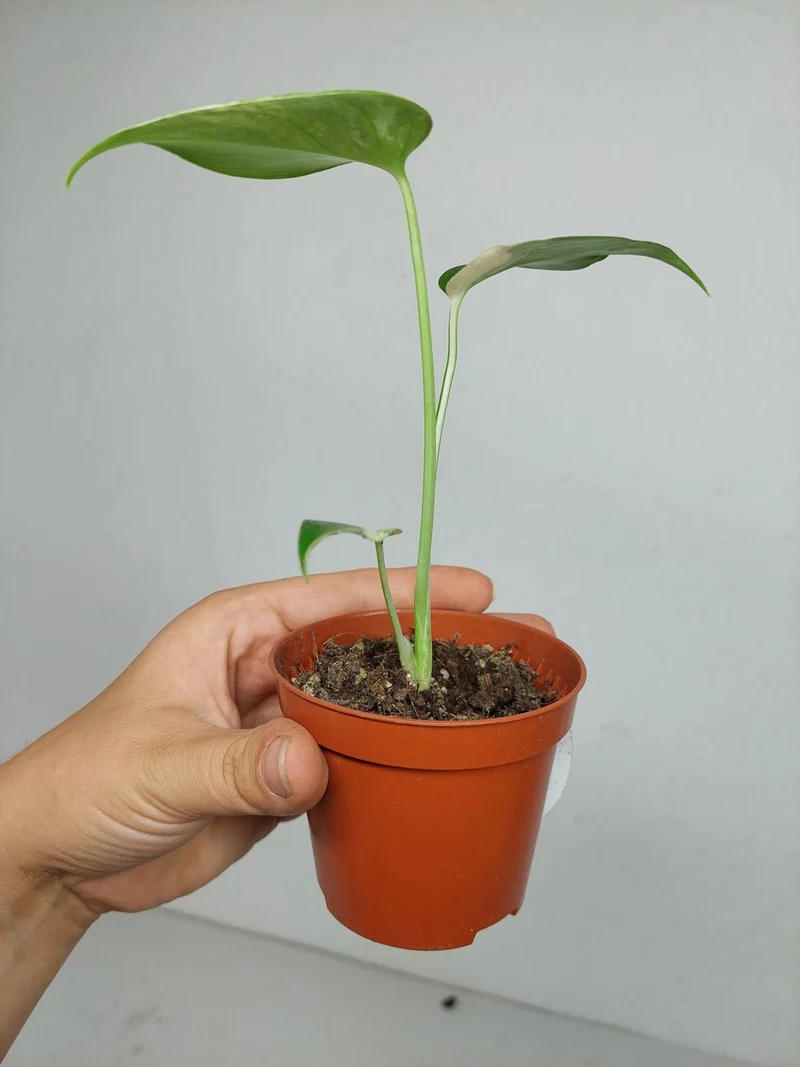 Monstera Jungle Mint