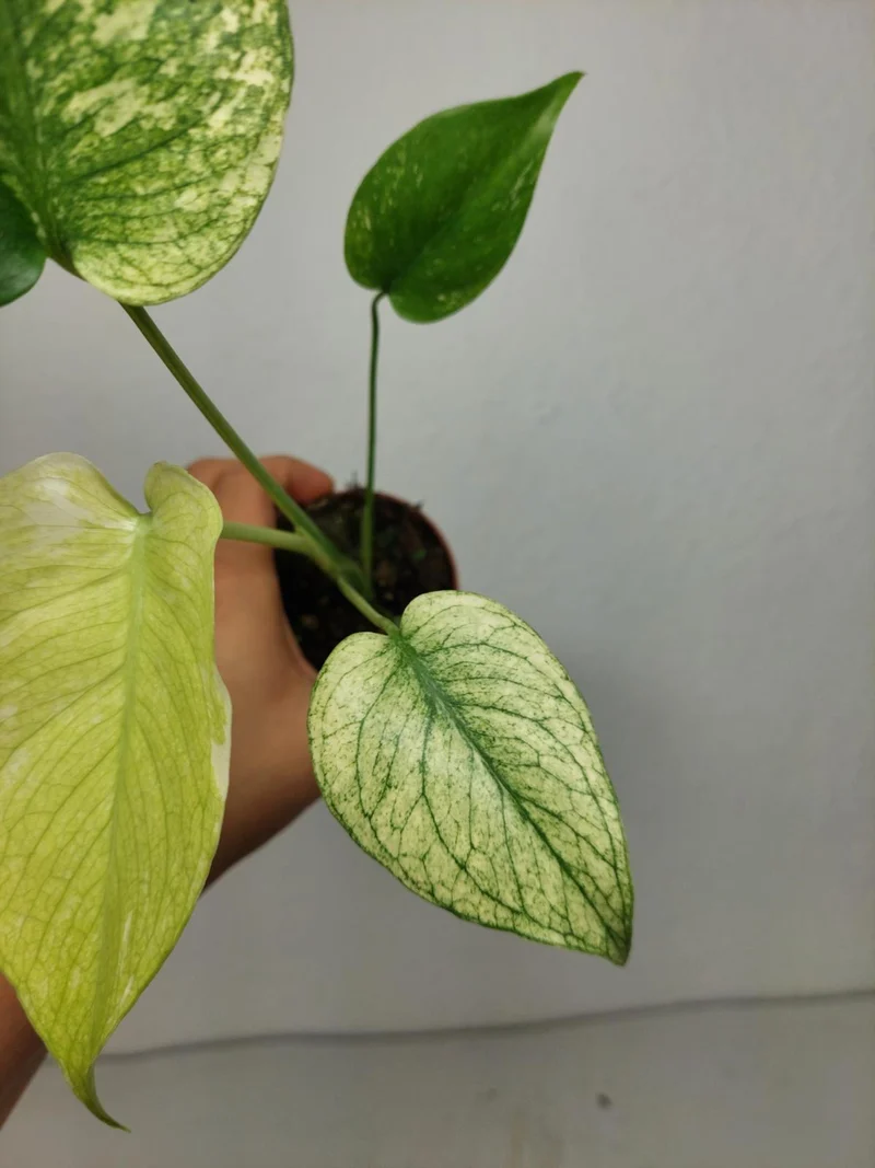 Monstera Jungle Mint