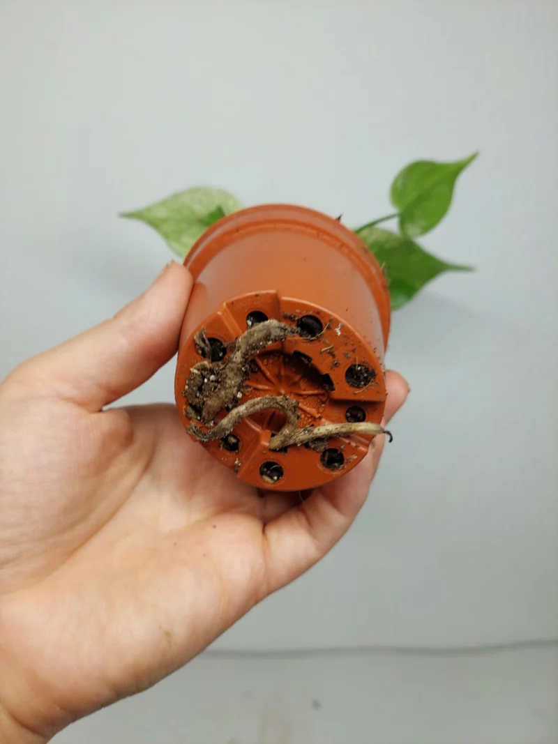 Monstera Jungle Mint