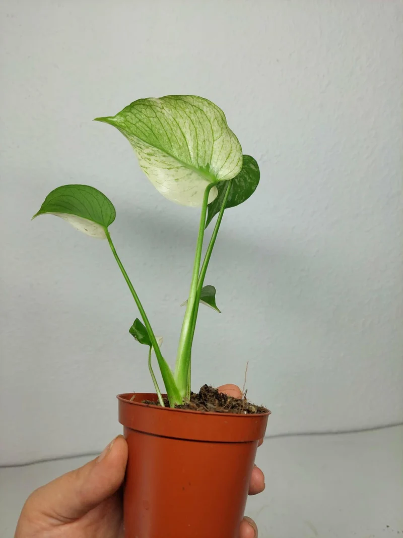 Monstera Jungle Mint