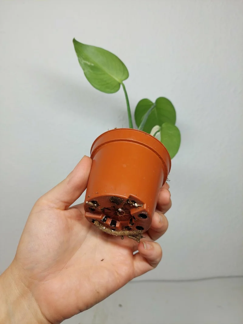 Monstera Jungle Mint