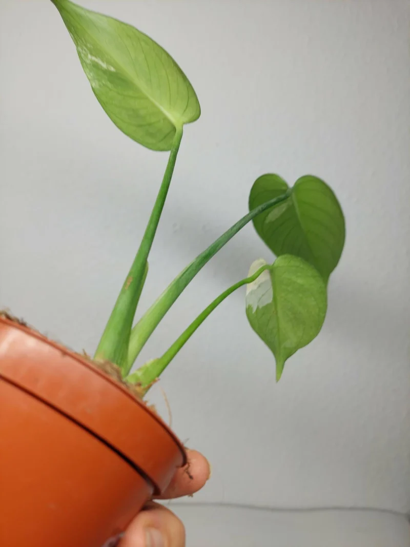 Monstera Jungle Mint