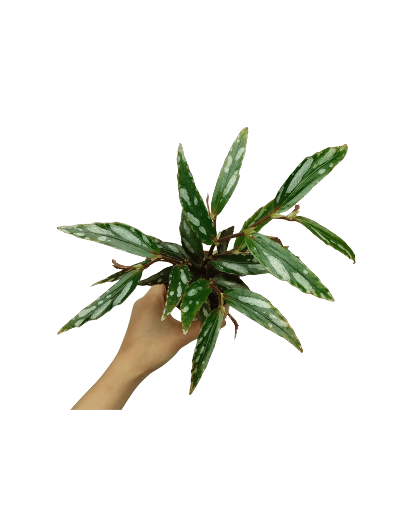 Begonia Julau Type 2