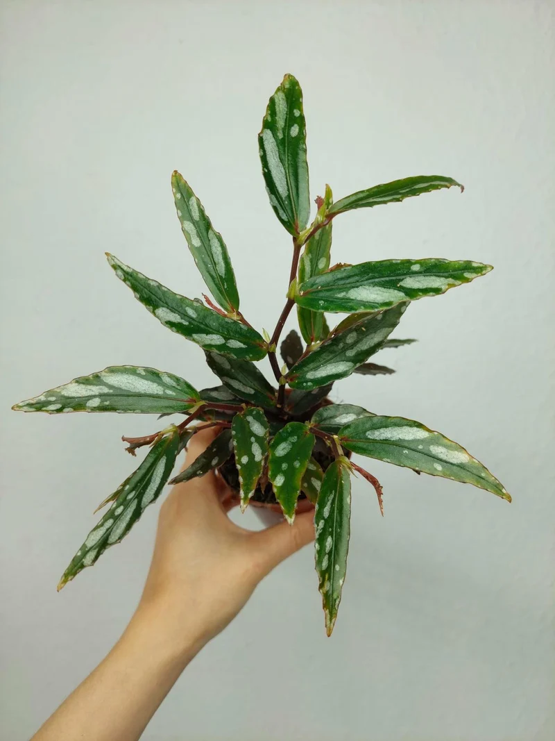 Begonia Julau Type 2