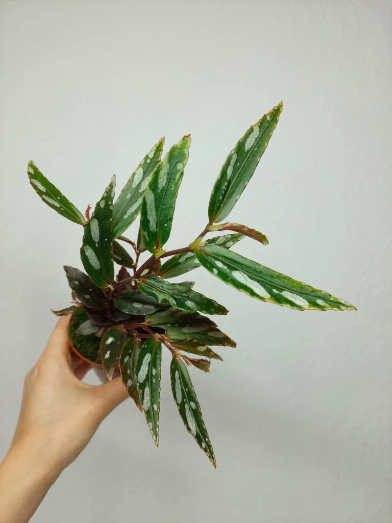 Begonia Julau Type 2