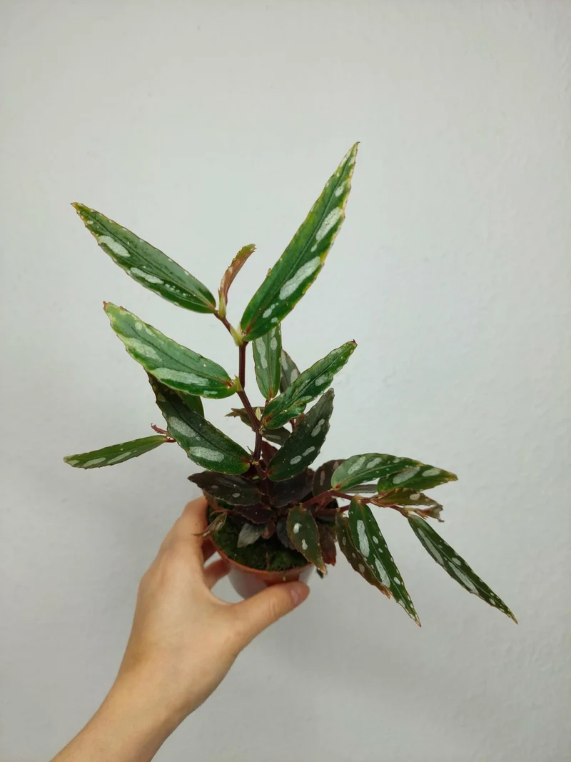 Begonia Julau Type 2