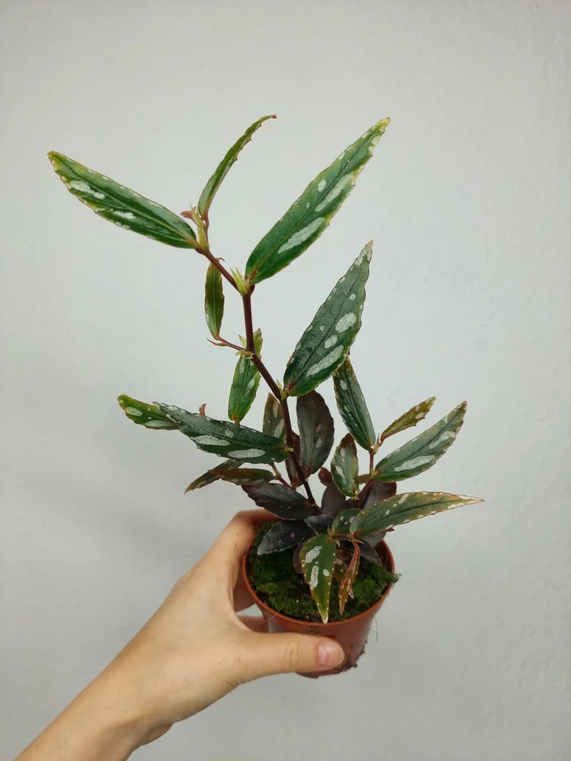 Begonia Julau Type 2