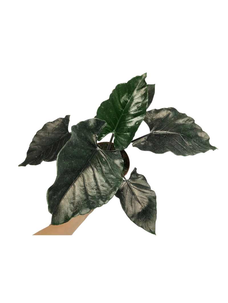 Alocasia Antoro Velvet