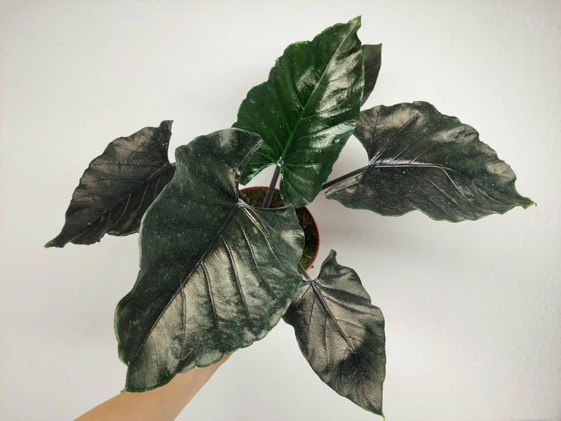 Alocasia Antoro Velvet