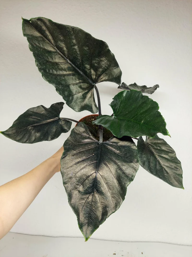 Alocasia Antoro Velvet