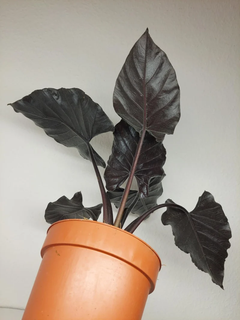 Alocasia Antoro Velvet