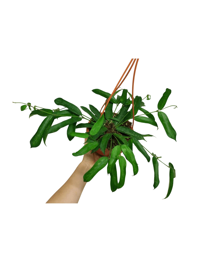 Hoya Pandurata Hängeampel