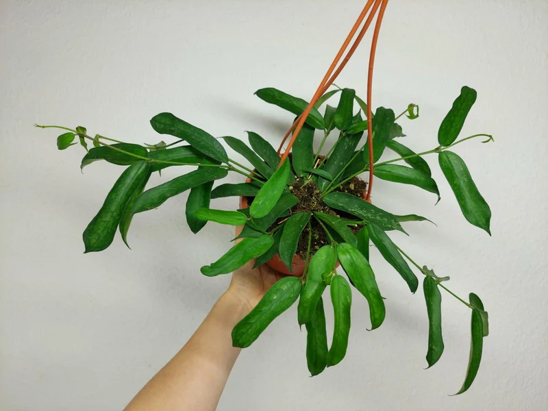 Hoya Pandurata Hängeampel