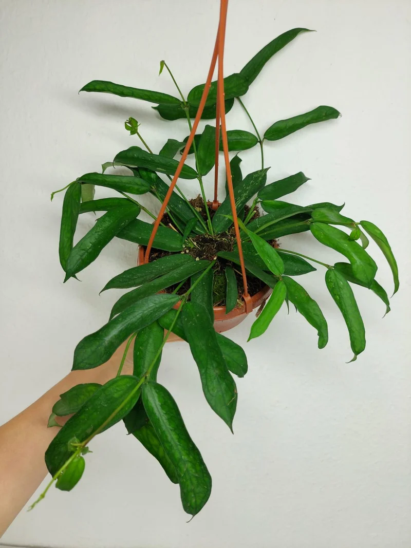 Hoya Pandurata Hängeampel