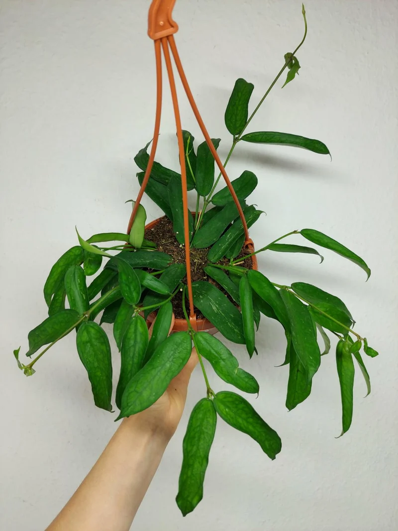 Hoya Pandurata Hängeampel