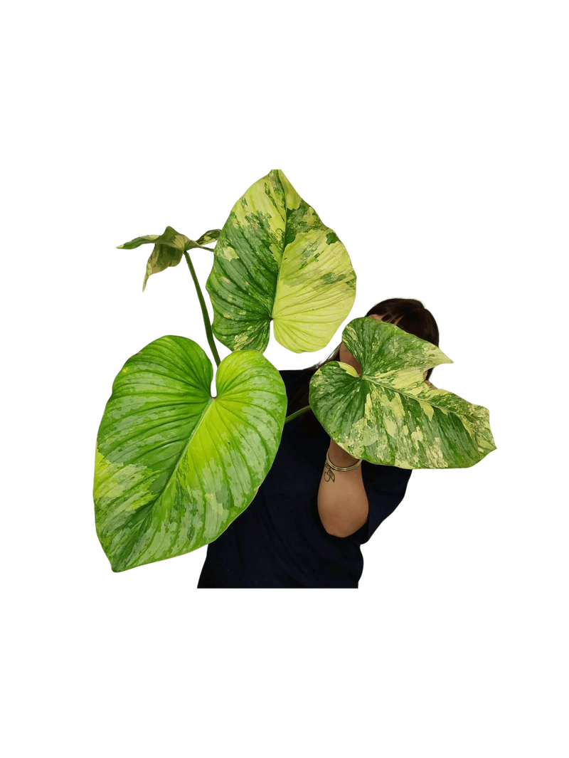 Philodendron Mamei Aurea Variegata