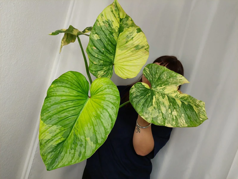 Philodendron Mamei Aurea Variegata
