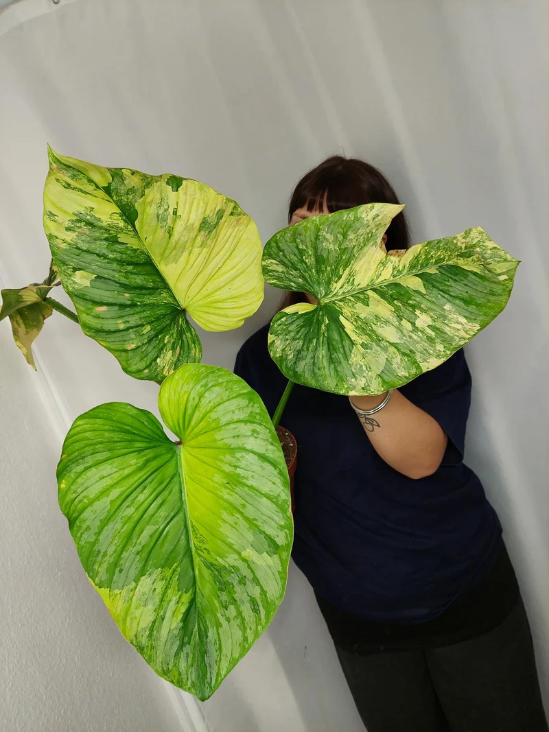 Philodendron Mamei Aurea Variegata
