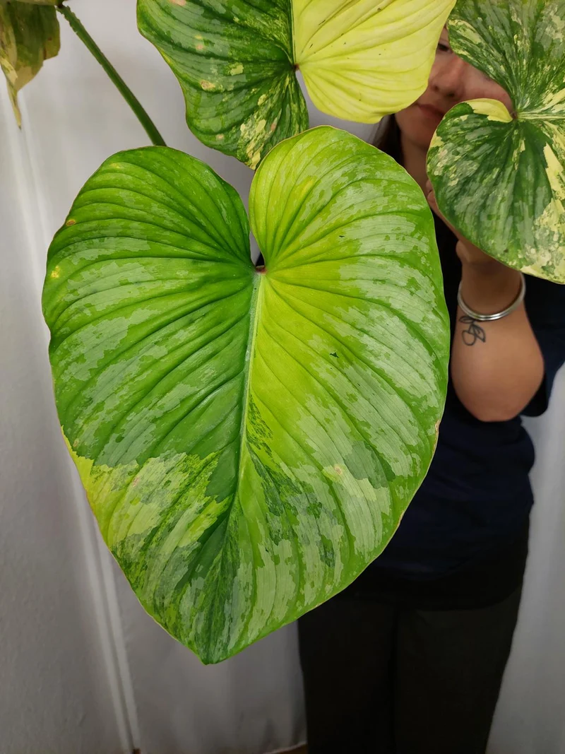 Philodendron Mamei Aurea Variegata