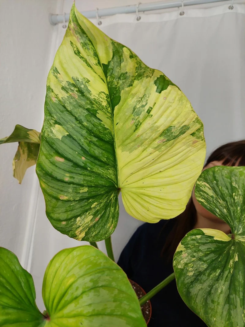 Philodendron Mamei Aurea Variegata