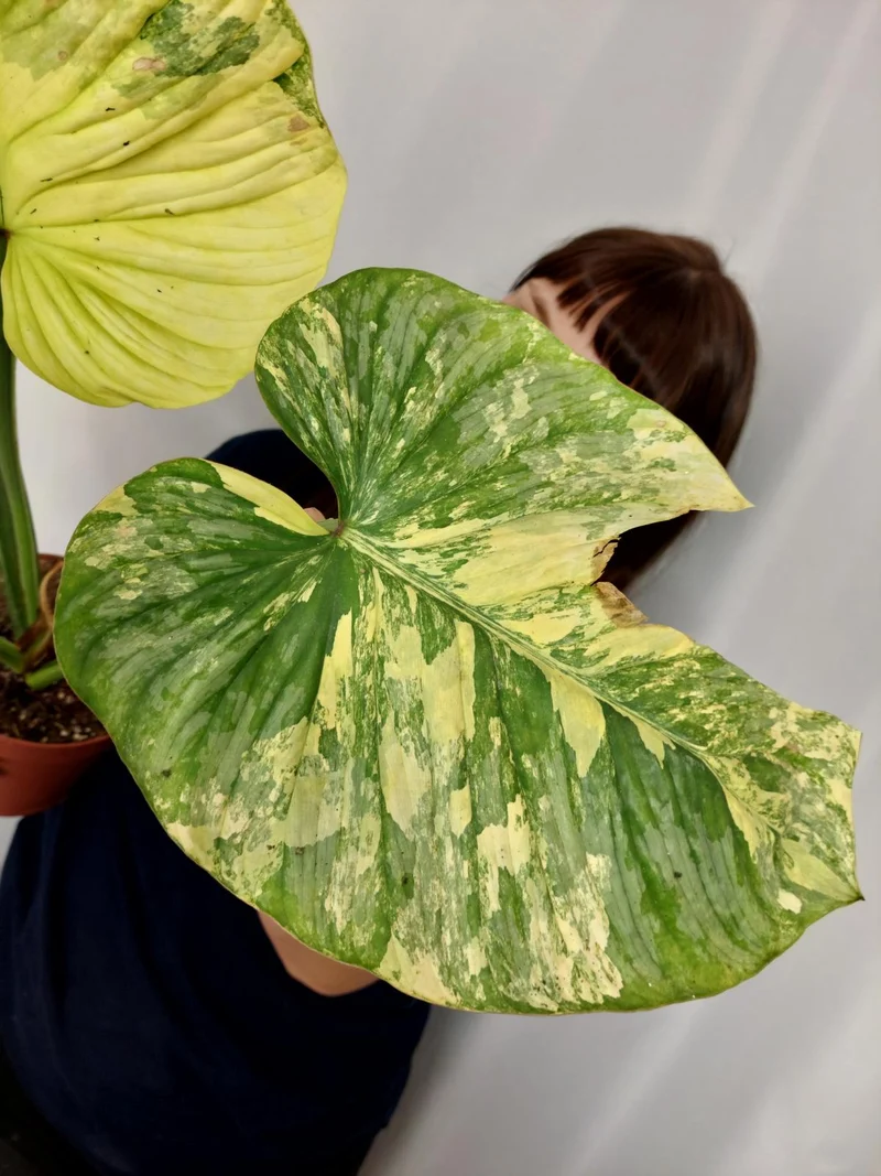Philodendron Mamei Aurea Variegata