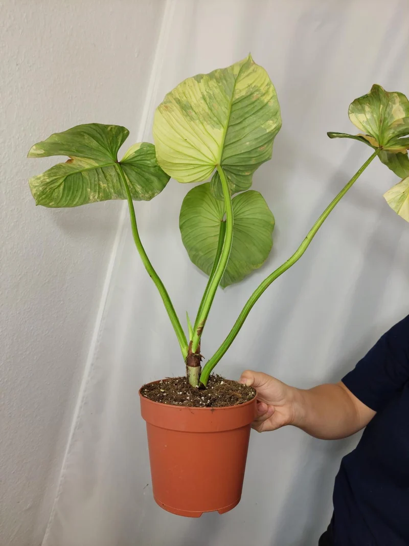 Philodendron Mamei Aurea Variegata