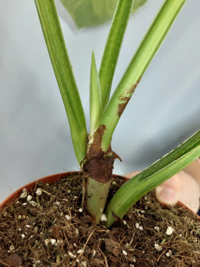 Philodendron Mamei Aurea Variegata