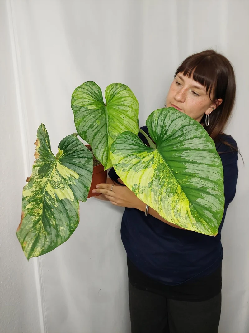 Philodendron Mamei Aurea Variegata