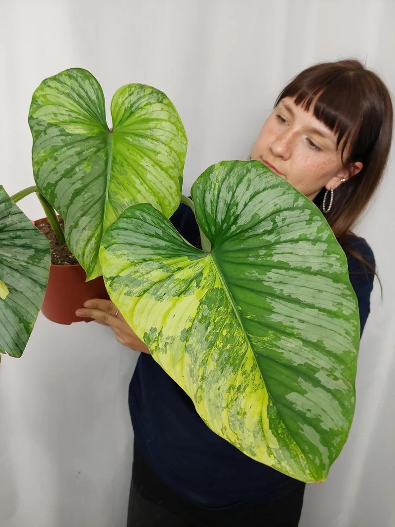 Philodendron Mamei Aurea Variegata